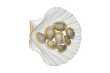 Image showing Seashell on white