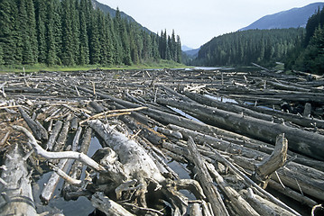 Image showing Timber rafting