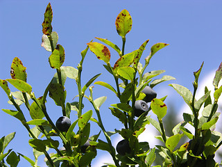 Image showing Bilberry bush with ripe bilberries and a blue sky as background