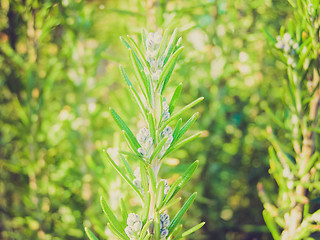 Image showing Retro look Rosemary