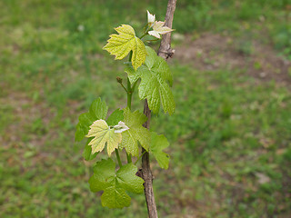 Image showing Vitis plant