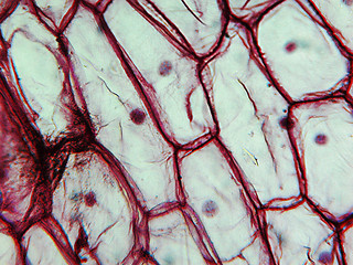 Image showing Onion epidermus micrograph