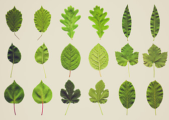 Image showing Retro look Leaves collage