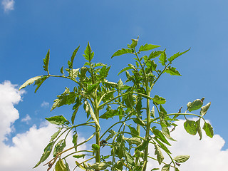 Image showing Plug tomato plant