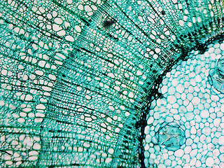 Image showing Pine Wood micrograph