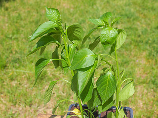 Image showing Plug pepper plant