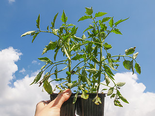 Image showing Plug tomato plant