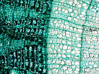 Image showing Pine Wood micrograph