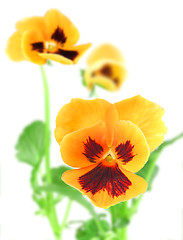 Image showing Orange-violet pansy flower