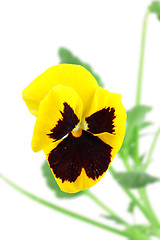 Image showing Yellow-violet pansy flower