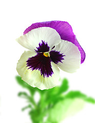 Image showing White-purple pansy flower