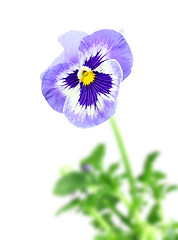 Image showing Blue pansy flower