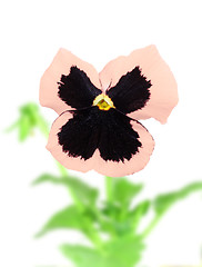 Image showing Pink-purple pansy flower