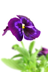 Image showing Dark violet pansy flower