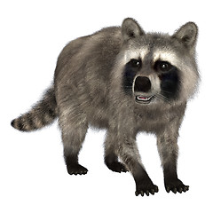 Image showing Raccoon