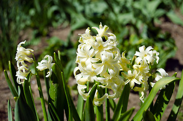 Image showing white spring flowers hyacinths in garden 