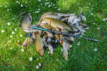 Image showing fish catch pile on grass with rod and float 