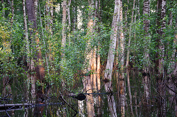 Image showing Inundation birch tree trunks sunset reflections 