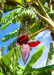 Image showing Banana flower