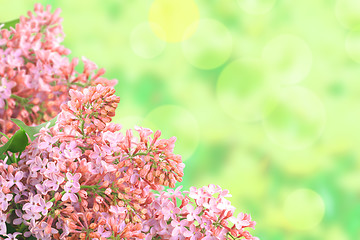 Image showing Background with branch of pink lilac