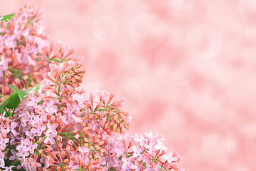 Image showing Background with pink lilac