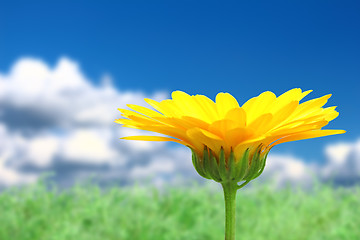 Image showing Background with orange flower on sky