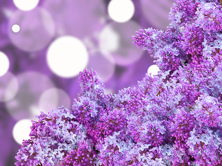 Image showing Abstract background with puple lilac