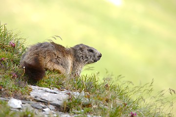 Image showing Marmot