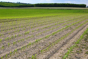 Image showing Agriculture