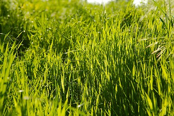 Image showing Green Grass