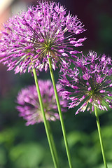 Image showing Lilac Firework