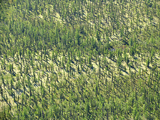 Image showing Aerial view on forest-tundra landscape