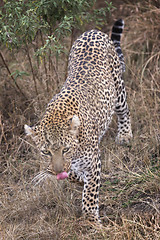 Image showing Leopard