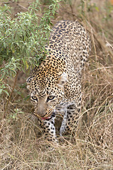 Image showing Leopard