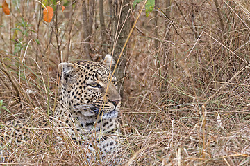 Image showing Leopard