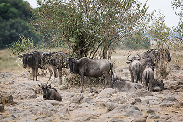 Image showing Great Wildebeest Migration