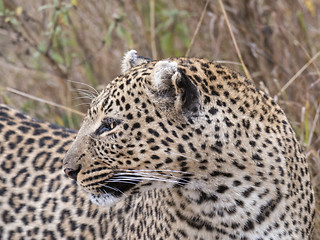 Image showing Leopard