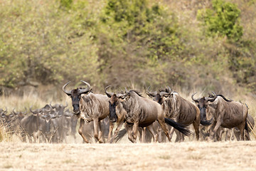 Image showing Great Wildebeest Migration