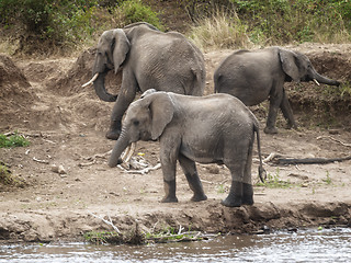 Image showing  Herd of African Elephants