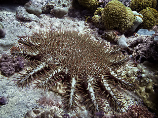 Image showing Crown-of-thorns starfish