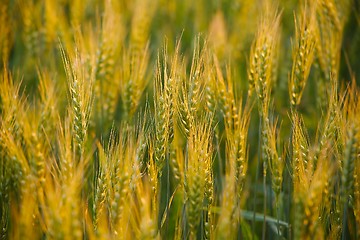 Image showing Wheat field