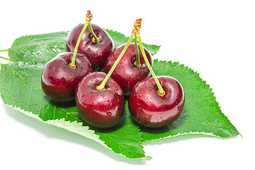 Image showing Big ripe dark cherry sweet juicy berries with water droplets