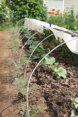Image showing Vegetable bed