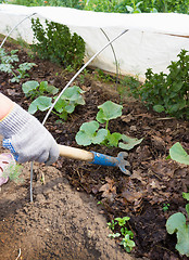 Image showing Soil loosening on a vegetable patch