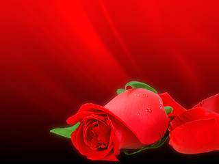 Image showing Soft-light red rose on bokeh backdrop