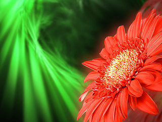 Image showing Red flower on green backdrop