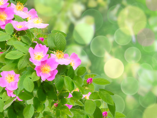Image showing Pink dog-roses flowers