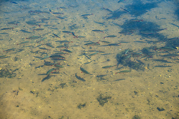 Image showing Rudd in pond