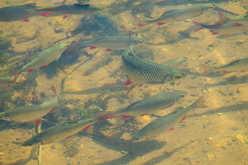 Image showing Rudd in pond