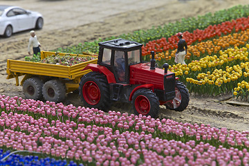 Image showing Tulips, Miniature Town, Netherlands